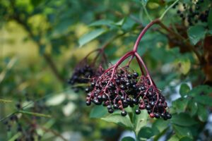 elderberries